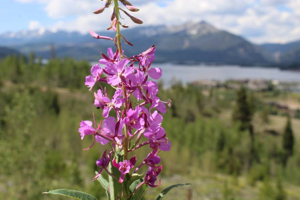 istock Close up, Wildflowers 1340615586