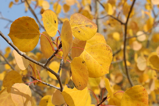 Aspen leaves at peak color, up close