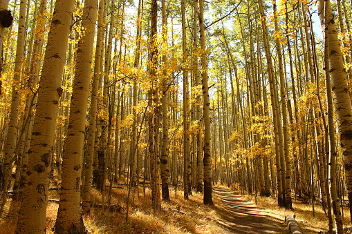 Peak golden aspens at Kenosha Pass