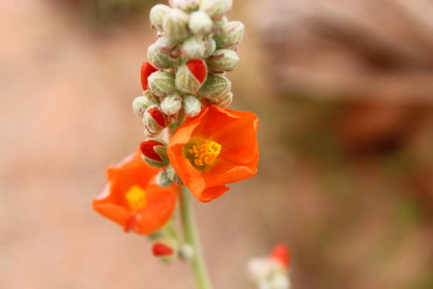 istock Close up, orange flower 1340617520
