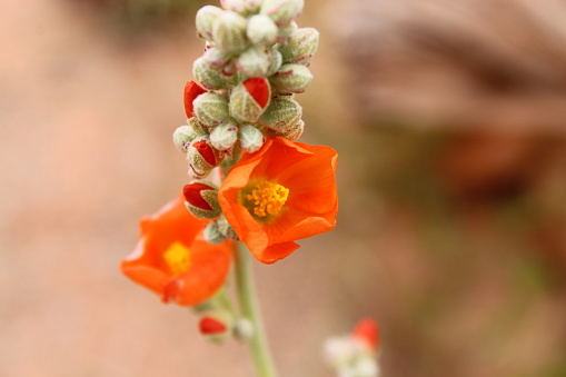 Orange flower bloom, close up