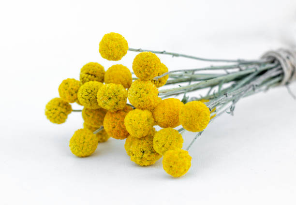 Dried Craspedia globosa (Pycnosorus globosa) yellow flowers, also known as Billy buttons or Woollyheads. Close up. Detail. stock photo