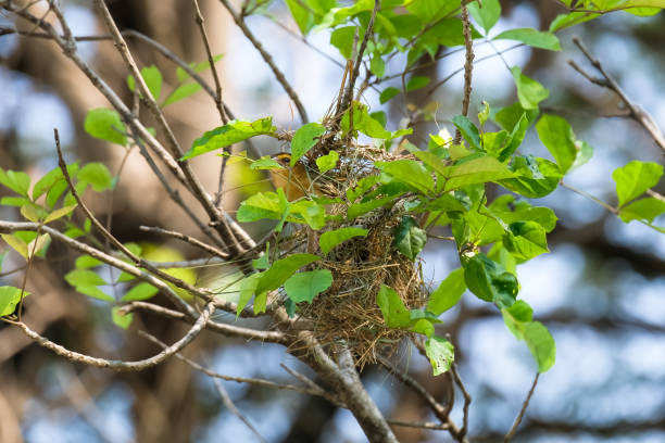 istock Bird and nest blurred background 1340617696