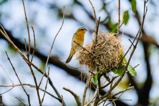 Bird and nest blurred background stock photo