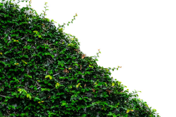 istock Green ivy isolated climbing tree on wall. 1340617782