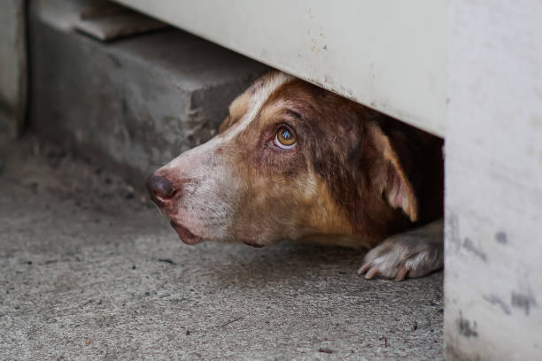 istock Street dog looking up and hiding 1340618518