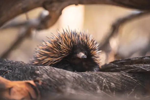 An adult Echidna stumbles over a log on the forest floor whilst searching for food in Dryandra Woodlands in Western Australia