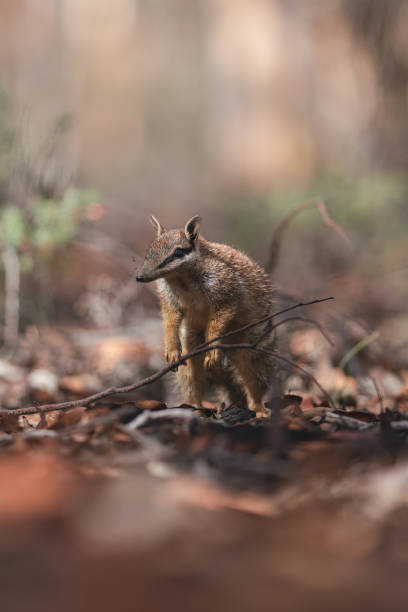 istock Numbat stands tall on forest floor 1340619769