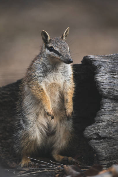 istock Numbat stands up for close up portrait 1340619785