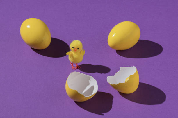 istock A small chicken with whole and broken eggs on a purple background. 1340620058