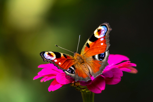 A peacock butterfly drinks nectar while sitting on the petals of a pink flower close-up on a dark background.