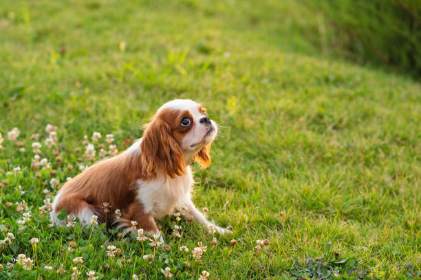 istock Spaniel puppy on the lawn 1340624853
