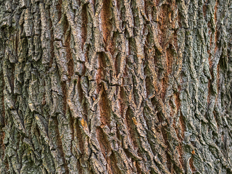 Cork oak tree bark texture. Old Tree bark texture. Natural background. Cork oak, lat. Quercus suber