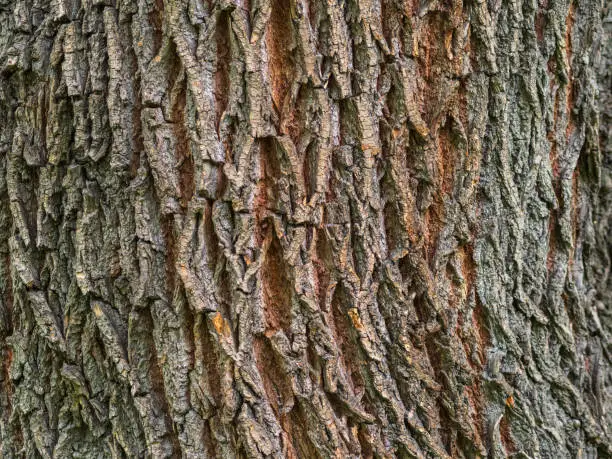 Photo of Cork oak tree bark texture. Old Tree bark texture. Natural background