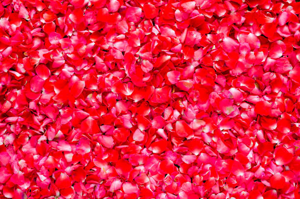 istock Red rose petals flower background 1340626159
