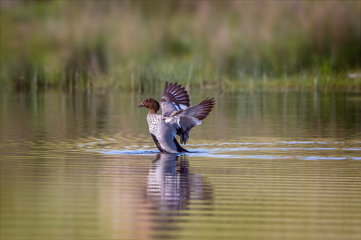 Male Wood Duck swimming on a pond