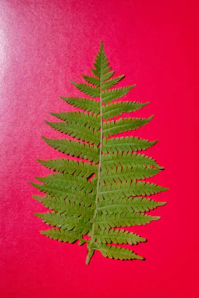 Photo of Fern leaf on a red background. Template for design.