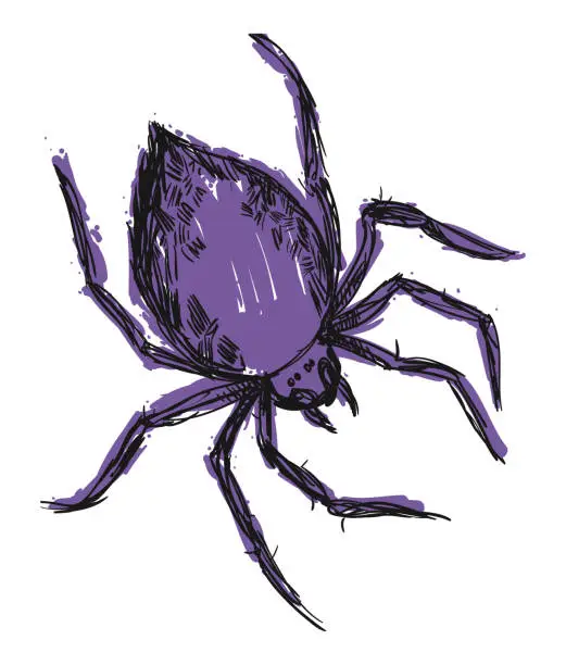 Vector illustration of Spider in Hand Drawn Style and Purple Brush Strokes