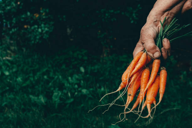 istock Carrots harvest in very old woman's hand. 1340631596