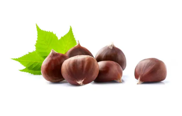 Chestnuts with leaves on white backgrounds