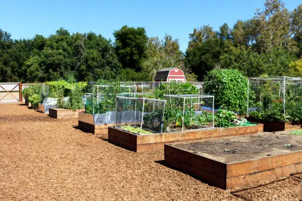 Traditional outdoor community garden. Fresh produce grows in raised garden beds protected with pest control transparent netting.