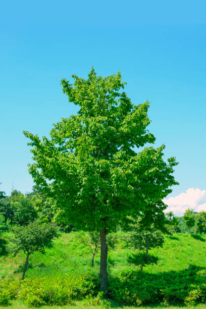istock There is a large tree in the park flower bed. 1340632784