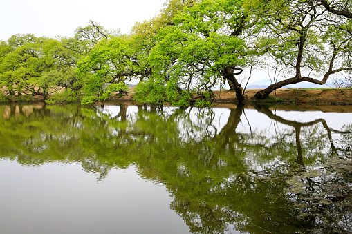 A spring landscape in Bangokji, Gyeongsan-si, Gyeongsangbuk-do.\nA willow tree in Bangok-ji with yellow-green buds.