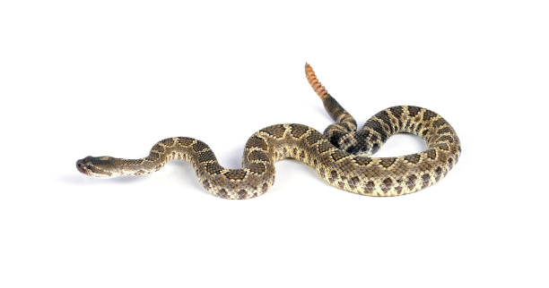 istock Southern Pacific Rattlesnake against a white background. 1340635492