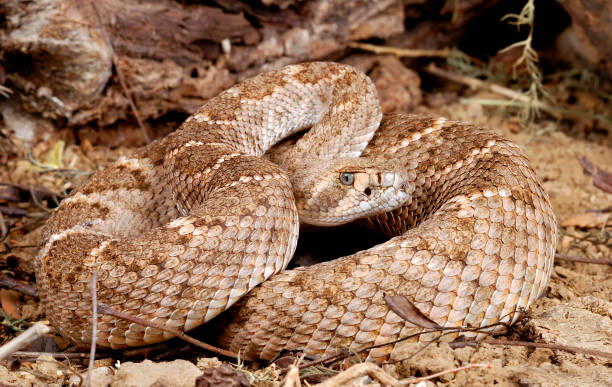 istock Western Diamondback Rattlesnake in natural environment. 1340636024