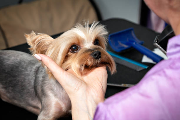 strzyżenie zwierząt domowych, pielęgnacja yorkshire terriera, zbliżenie głowy psa - yorkshire terrier zdjęcia i obrazy z banku zdjęć