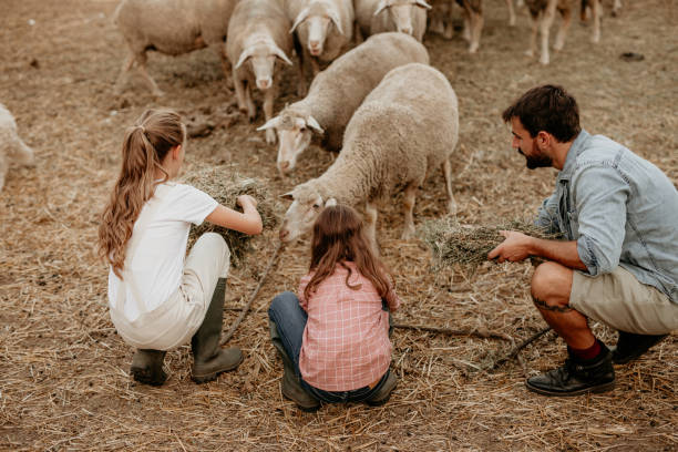 tiempo para alimentar a las ovejas - sheeps through time fotografías e imágenes de stock