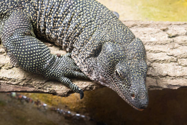 istock mangrove monitor lizard 1340640252