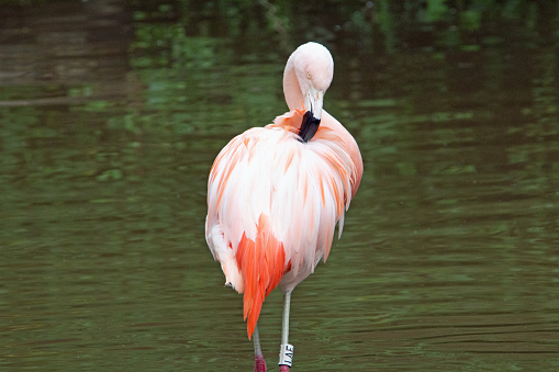 a single pink Chilean Flamingo (Phoenicopterus chilensis) standing and preening in green grey water
