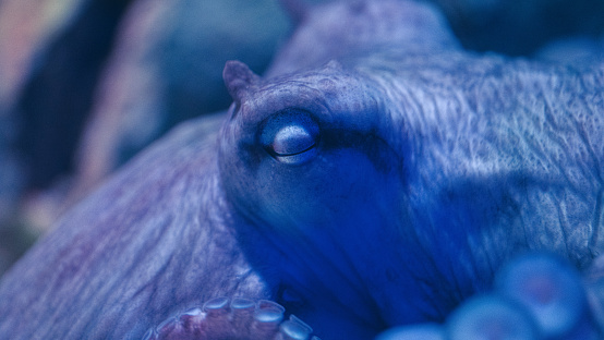 Extreme close-up of an octopus sleeping with closed eyes. Blurred tentacles in the foreground.