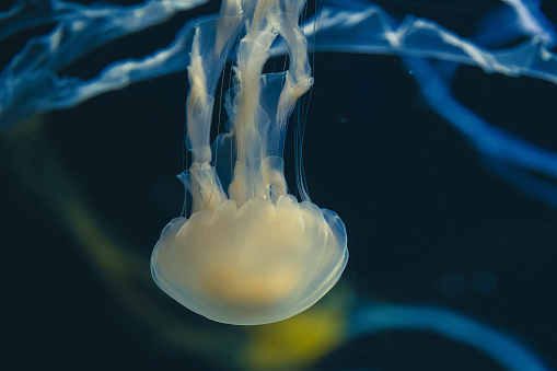 Jellyfish. Surreal. Night dive photo. Fantastic colours.