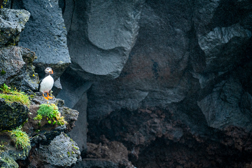 Sharp image of blue footed booby stood on lava rock. Side view of the full bird.