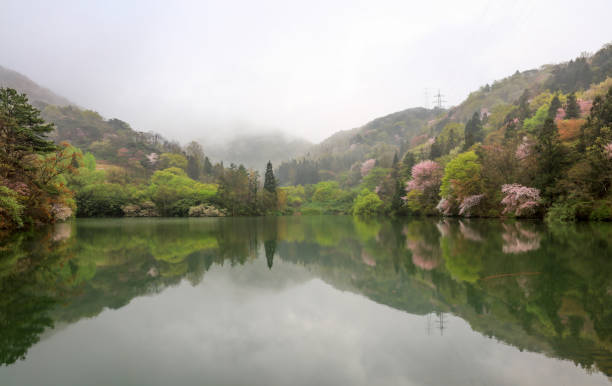 Morning scenery of Seryangji, Hwasun with white cherry blossoms on the mountain behind stock photo