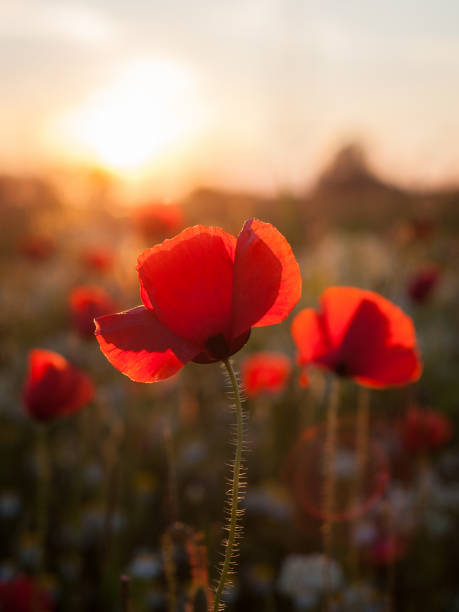 istock Amazing poppy field Summer flowers 1340646334