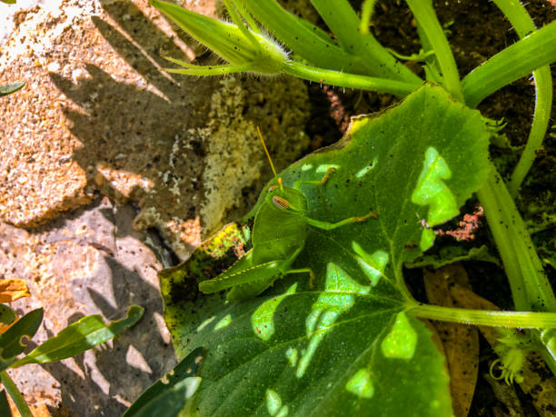 grasshopper - locust epidemic grasshopper pest imagens e fotografias de stock