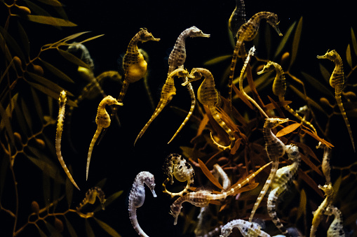 Image of a large number of seahorses swimming