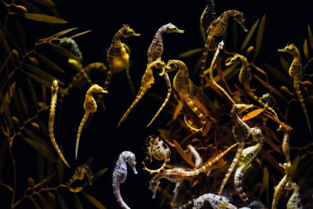 Image of a large number of seahorses swimming Image of a large number of seahorses swimming seahorse stock pictures, royalty-free photos & images