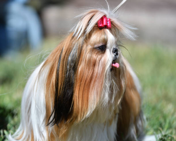 istock Dog breed Yorkshire Terrier, or York 1340651044