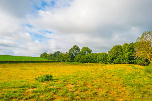 istock Fields and trees in a green hilly grassy landscape under a blue sky in sunlight in summer 1340652070