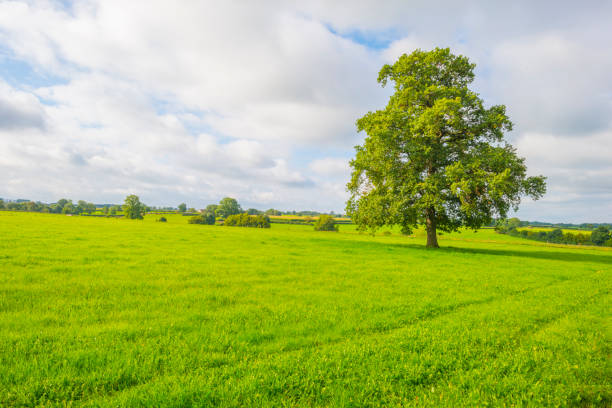 istock Fields and trees in a green hilly grassy landscape under a blue sky in sunlight in summer 1340652085
