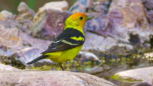 western tanager (Piranga ludoviciana), is a medium-sized American songbird western tanager (Piranga ludoviciana), is a medium-sized American songbird piranga ludoviciana stock pictures, royalty-free photos & images