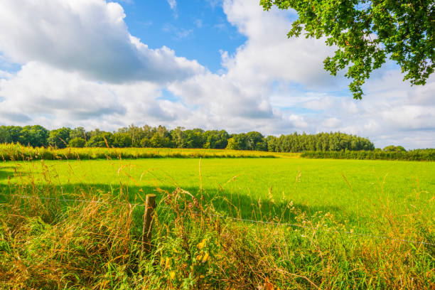 istock Fields and trees in a green hilly grassy landscape under a blue sky in sunlight in summer 1340652104