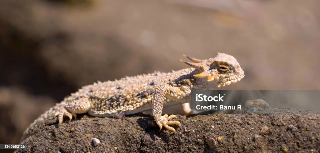 flat-tail horned lizard (Phrynosoma mcallii ) is a species of lizard in the family Phrynosomatidae. A species of reptile, it is endemic to the Sonoran desert. Flat - Physical Description Stock Photo