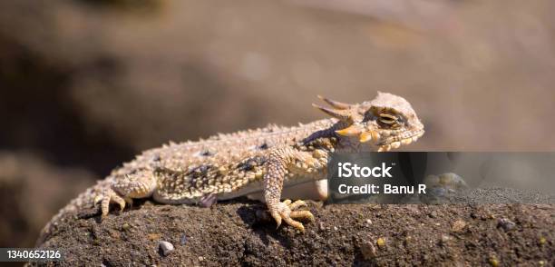 Flattail Horned Lizard Is A Species Of Lizard In The Family Phrynosomatidae A Species Of Reptile It Is Endemic To The Sonoran Desert Stock Photo - Download Image Now