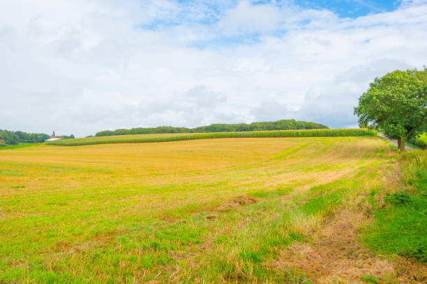 Scenic view of mountain meadow and solitary tree, Rocky Mountains in distance