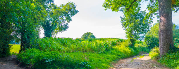 istock Fields and trees in a green hilly grassy landscape under a blue sky in sunlight in summer 1340652892